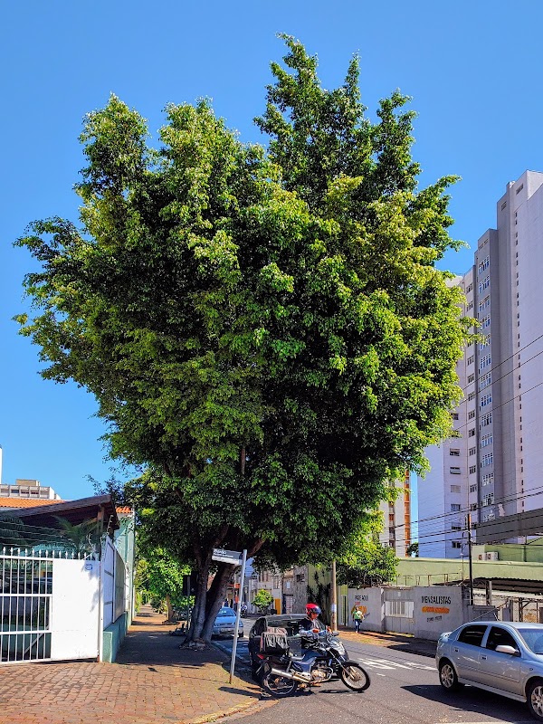 Sassom - Clínica Médica em Centro, Ribeirão Preto/SP - Foto 5