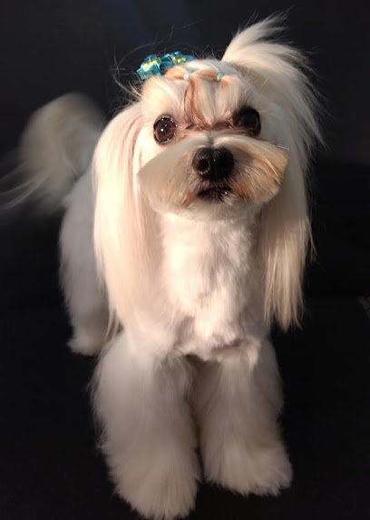 Clínica Castelo Veterinária e Banho & Tosa