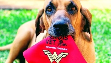 Hemocentro Heróis Vet