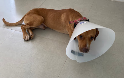 Clínica Veterinária Balão dos Pets